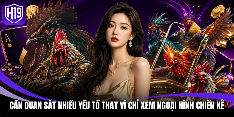 Đá Gà Cựa Dao H19: Luật Đấu Và Cách Phân Định Thắng Thua 4 Cần quan sát nhiều yếu tố thay vì chỉ xem ngoại hình chiến kê