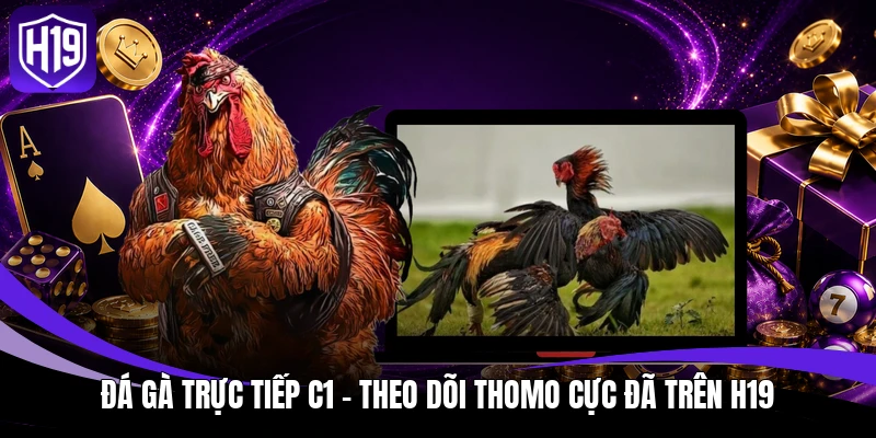 Đá Gà Trực Tiếp C1 – Theo Dõi Thomo Cực Đã Trên H19 1 Đá gà trực tiếp C1